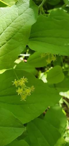 English Peak greenbrier (Smilax jamesii)