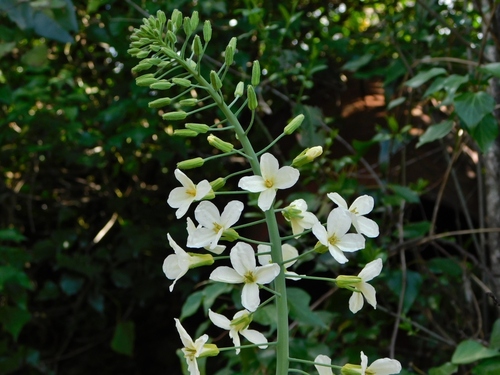 Foto de Couve-brava