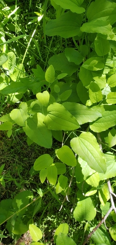 Image of Smilax jamesii by (c) Asher Budnik, some rights reserved (CC BY)