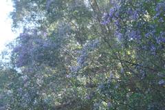 Prostanthera caerulea