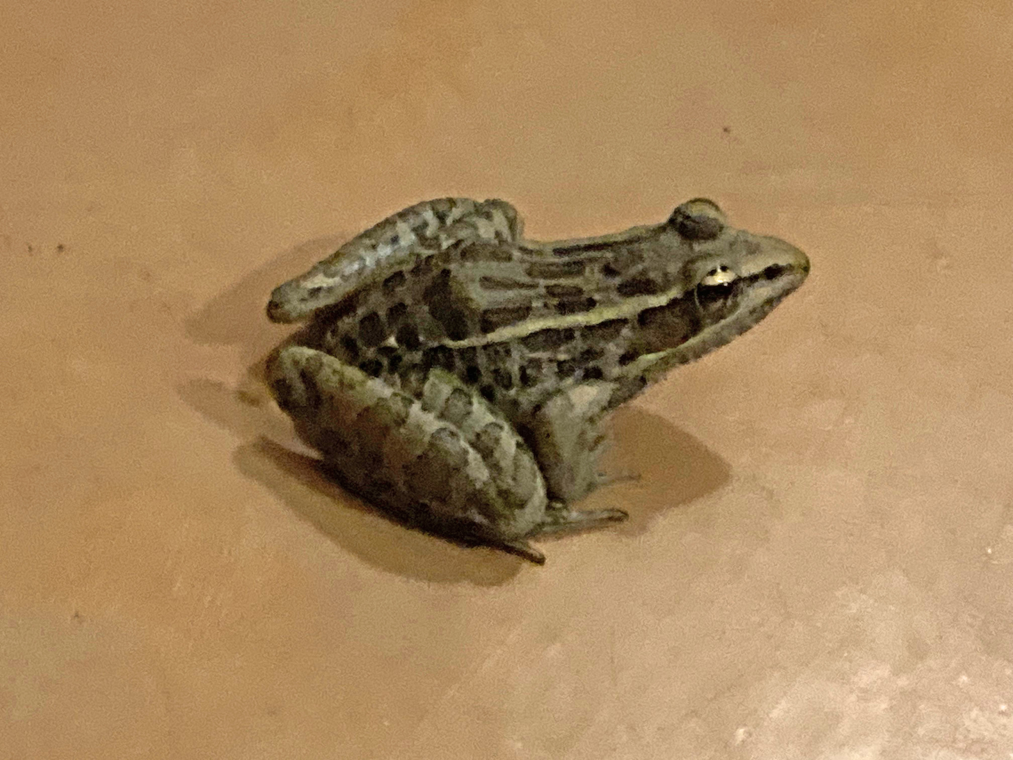 Lithobates forreri (Boulenger, 1883)