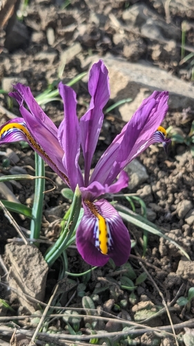 kosatček sieťkovaný (Iris reticulata)