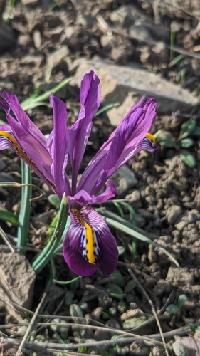Iris reticulata