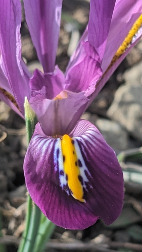 Iris reticulata