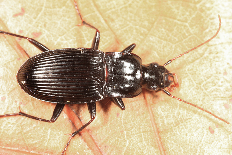 Dicaelus politus