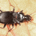 Dicaelus politus - Photo (c) Tom Murray, some rights reserved (CC BY-NC), uploaded by Tom Murray