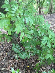 Alectryon excelsus excelsus