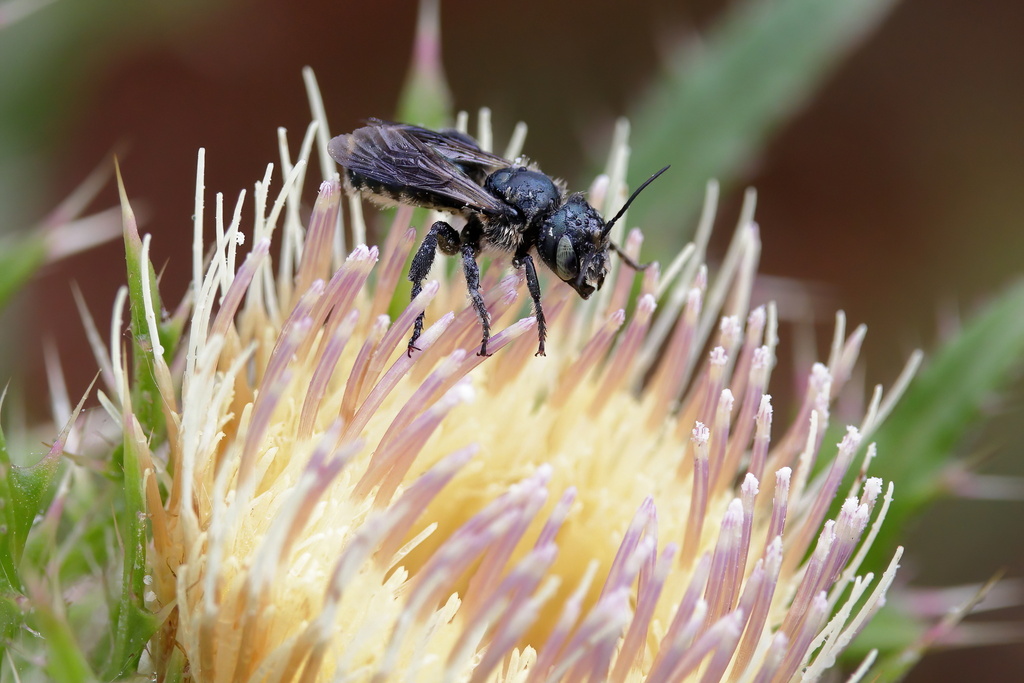 Osmia chalybea