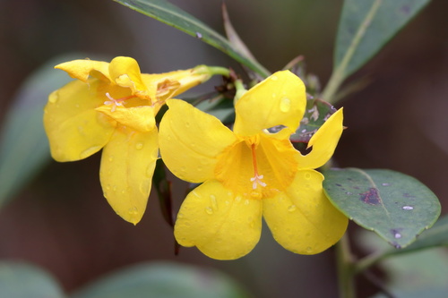 Rankin's trumpetflower (Gelsemium rankinii)