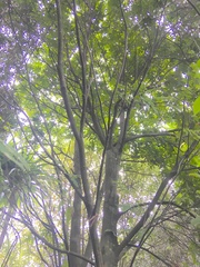 Alectryon excelsus excelsus