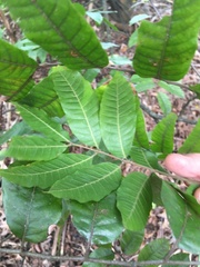 Alectryon excelsus excelsus