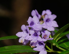 Prostanthera caerulea
