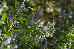 Prostanthera caerulea