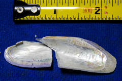 Modiolus rectus