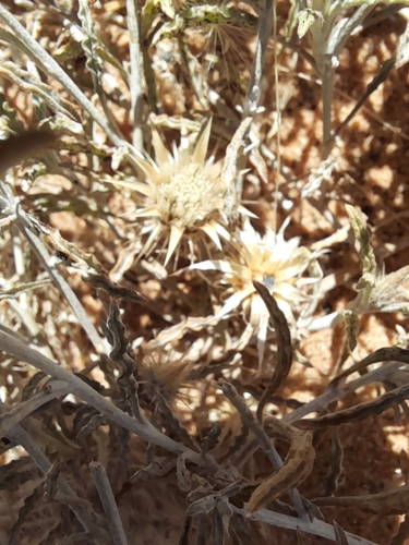 Image of Woolly Karmedik (Dicoma tomentosa) by no rights reserved