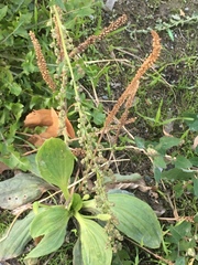 Plantago major