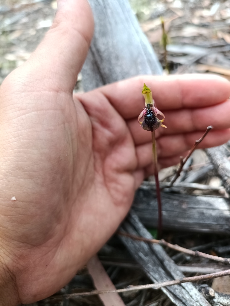 Chiloglottis reflexa
