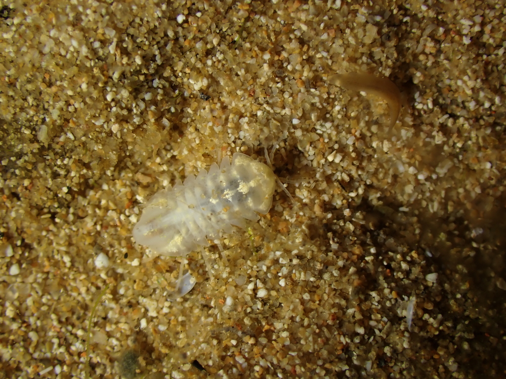 Caecosphaeroma burgundum