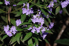 Prostanthera caerulea