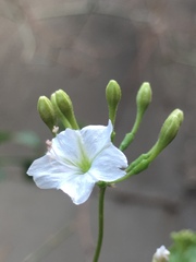 Commicarpus plumbagineus