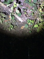 Nanhaipotamon formosanum