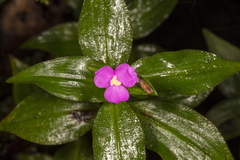 Tradescantia poelliae image