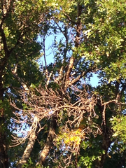 Myiopsitta monachus