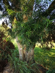 Acacia confusa