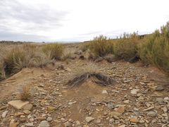 Pseudoschoenus inanis