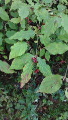 Euonymus oxyphyllus oxyphyllus