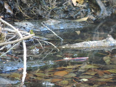 Lithobates catesbeianus