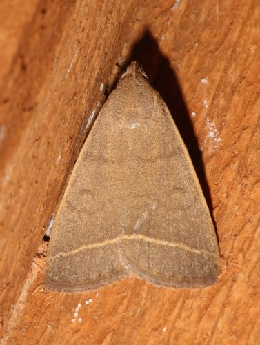 Tiki hut litter moth photo 4