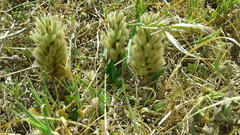 Ptilotus spathulatus