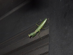 Hierodula patellifera