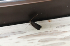 Lecithocera micromela