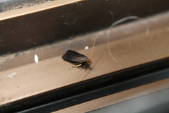 Lecithocera micromela