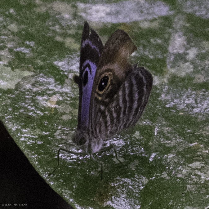 Mesosemia esperanza
