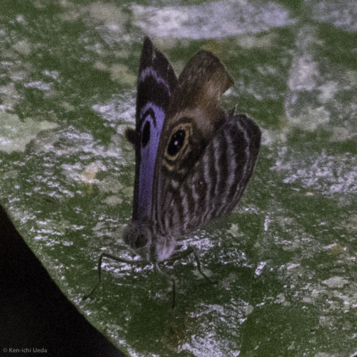 Mesosemia esperanza