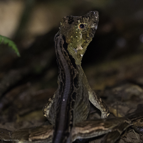 Bighead Anole, Anolis capito