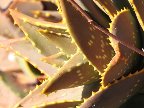 Image of Aloe distans by (c) Noeleen du Toit, some rights reserved (CC BY-SA)