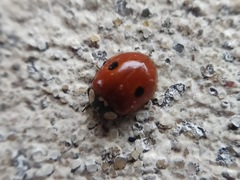 Adalia bipunctata