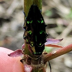 Chrysobothrini