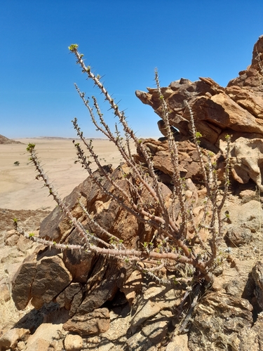 Monsonia marlothii