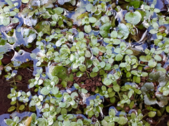 Callitriche chathamensis