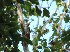 Dendrocopos major