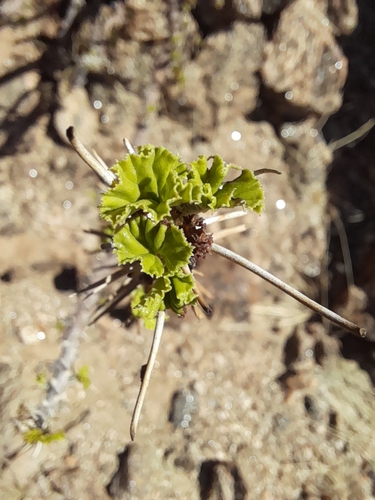Monsonia marlothii