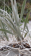 Spinifex hirsutus