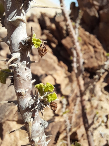 Monsonia marlothii
