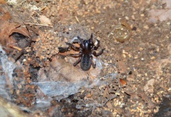 Coelotinae