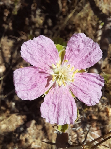 Monsonia marlothii